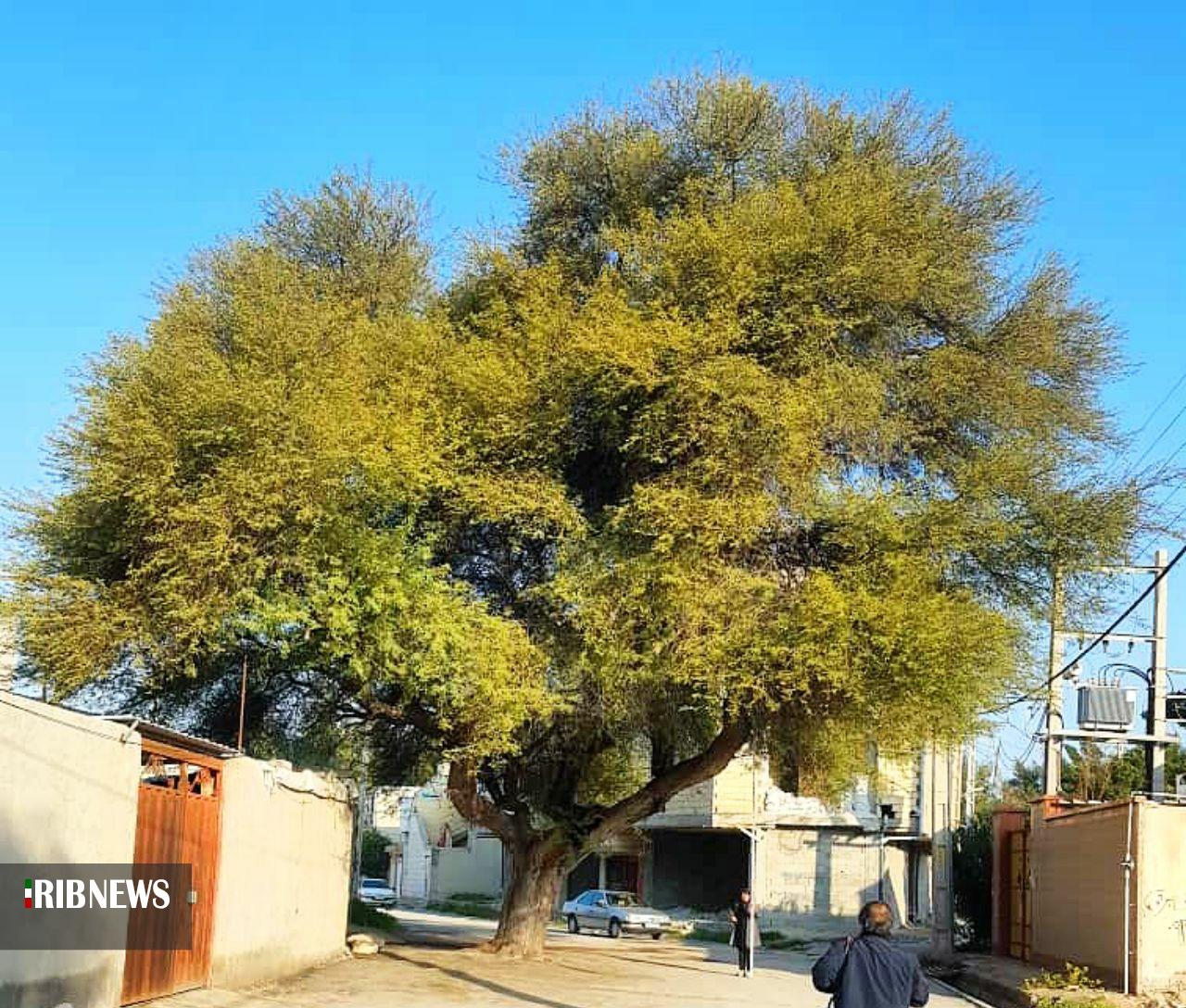 ثبت ملی ۵ اثر طبیعی استان بوشهر