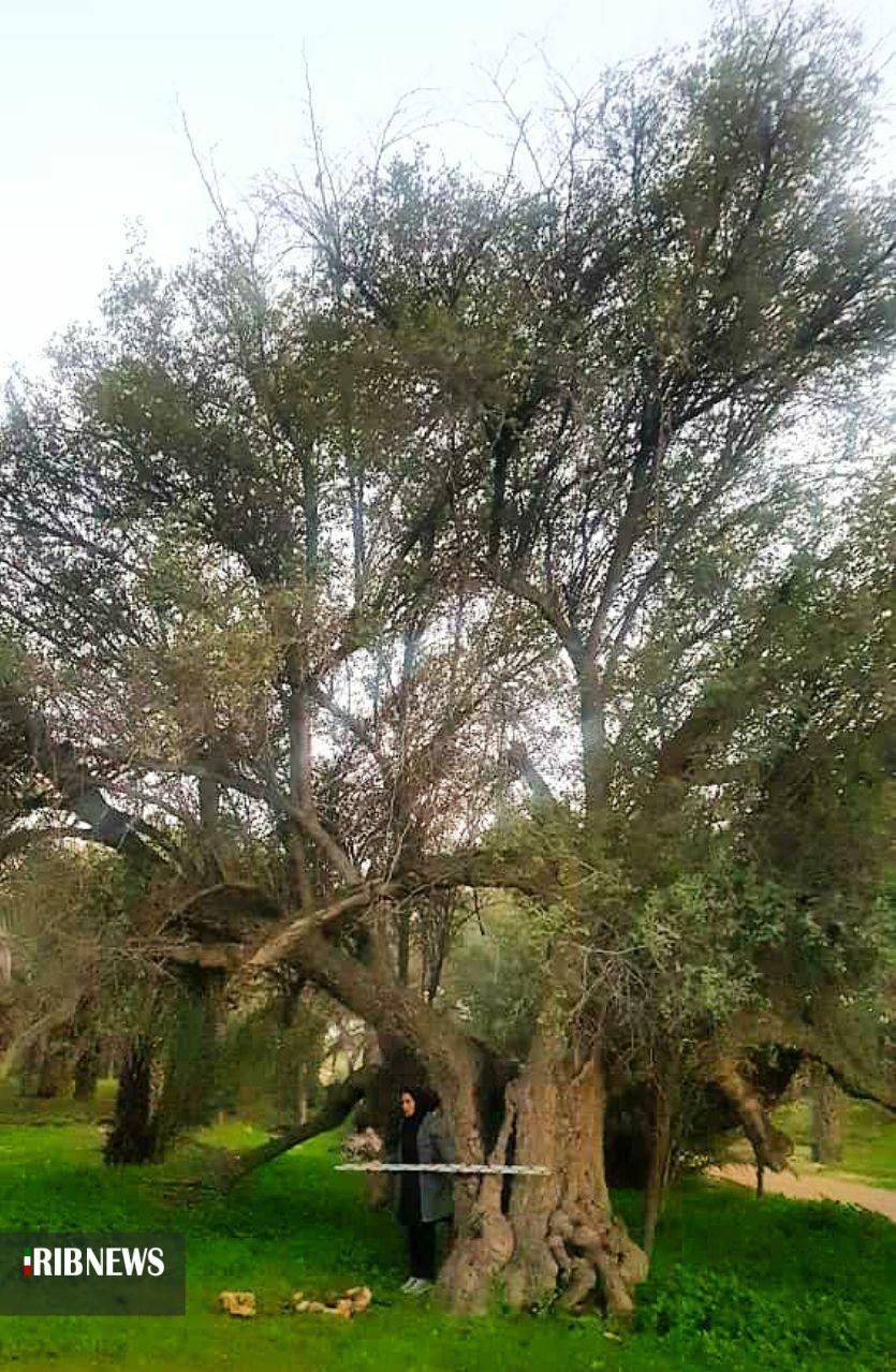 ثبت ملی ۵ اثر طبیعی استان بوشهر