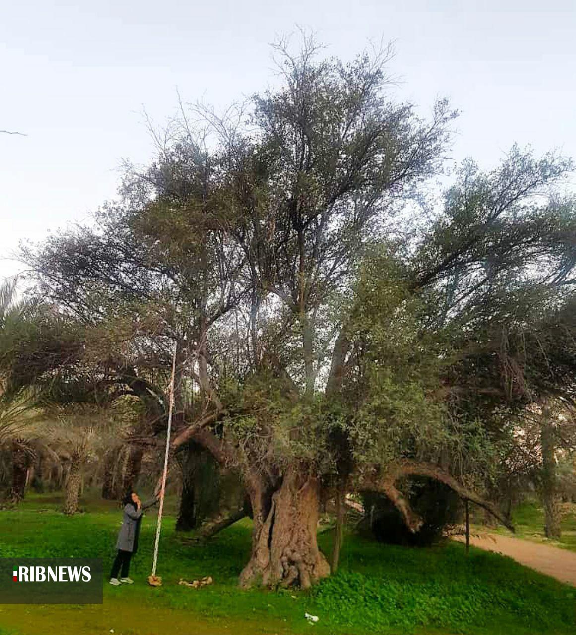 ثبت ملی ۵ اثر طبیعی استان بوشهر