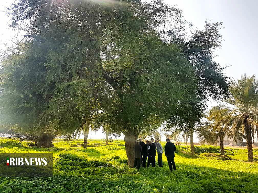 ثبت ملی ۵ اثر طبیعی استان بوشهر