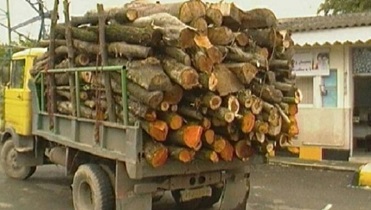 کشف و جمع آوری 600 کیلوگرم چوب تاغ قاچاق در آران و بیدگل