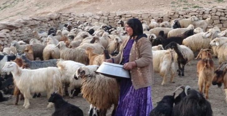 پرداخت ۱۰۸ میلیارد ریال تسهیلات طرح زنجیره گوشت قرمز به عشایر پرداخت ۱۰۸ میلیارد ریال تسهیلات طرح زنجیره گوشت قرمز به عشایر