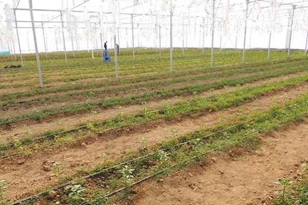 تولید 10 میلیون دانه بذر هیبرید خیار در دانشگاه آزاد دهاقان