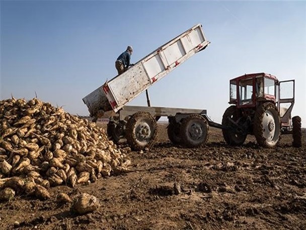 پرداخت 98درصد مطالبه چغندرکاران جوین پرداخت 98درصد مطالبه چغندرکاران جوین