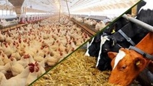 محکومیت متهم عرضه خارج از شبکه نهاده دامی در قائن محکومیت متهم عرضه خارج از شبکه نهاده دامی در قائن