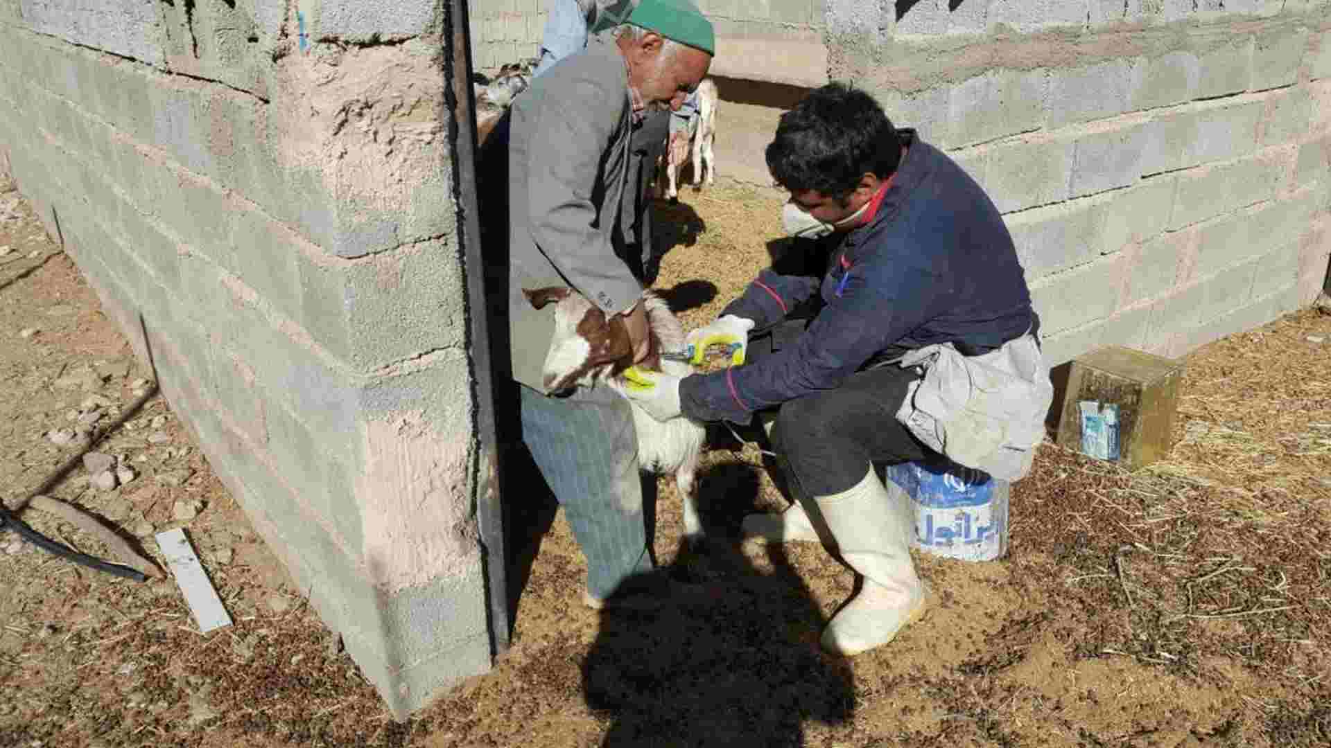 عدم وجود کانون تب برفکی در خراسان جنوبی عدم وجود کانون تب برفکی در خراسان جنوبی