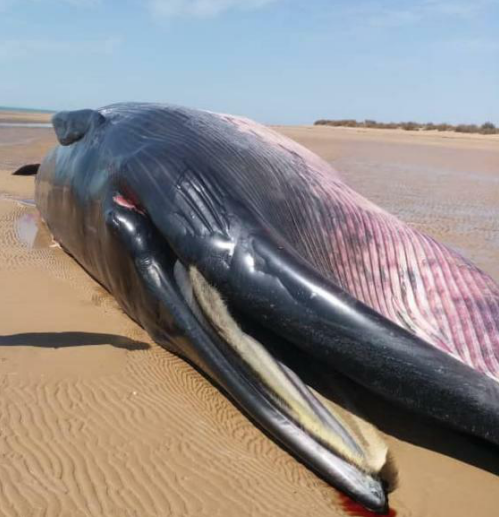 بررسی علت مرگ نهنگ به گل نشسته در ساحل دیلم + مصاحبه | خبرگزاری صدا و سیما