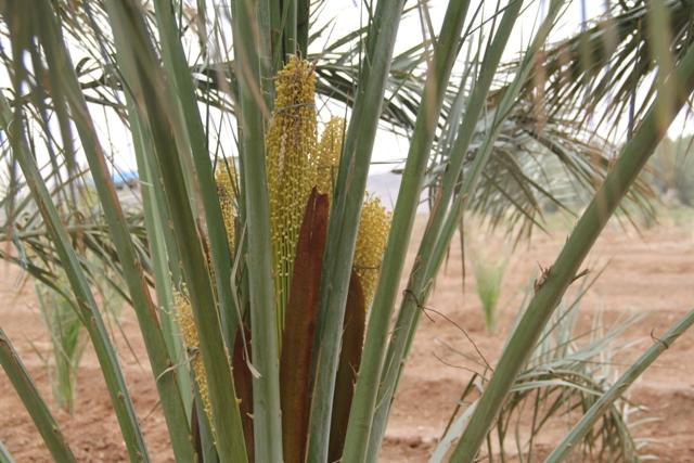 پایان کار گرده افشانی نخیلات در شهرستان میناب