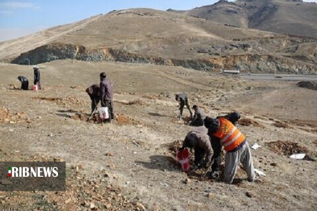 کاشته شدن سه هزار بذر در سنندج