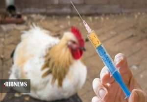 پیش بینی واکسیناسیون ۸۰۰ هزار قطعه طیور در کردستان پیش بینی واکسیناسیون ۸۰۰ هزار قطعه طیور در کردستان