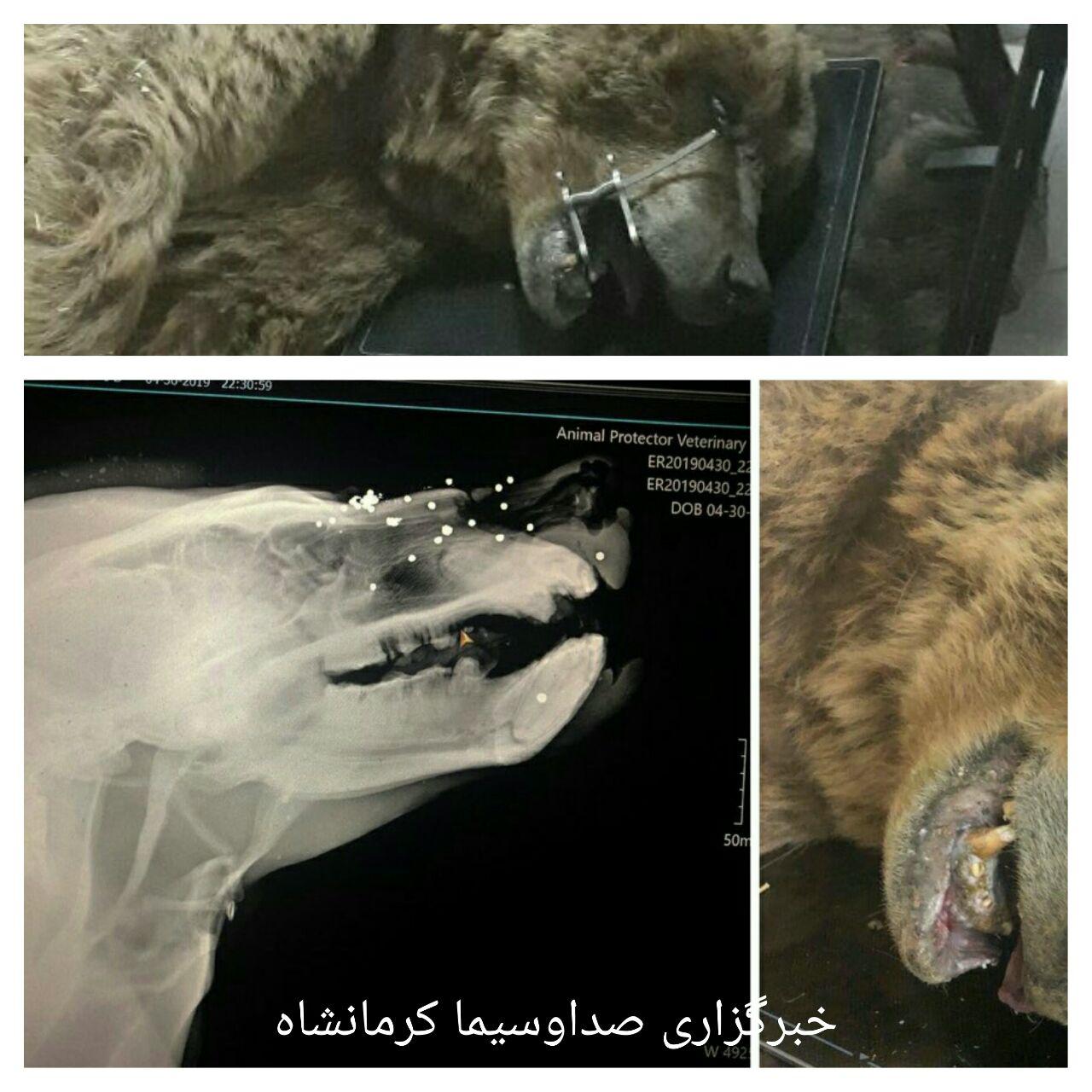 Ø®Ø±Ø³ ÙØ¬Ø±ÙØ­ ØªÙÙ Ø´Ø¯