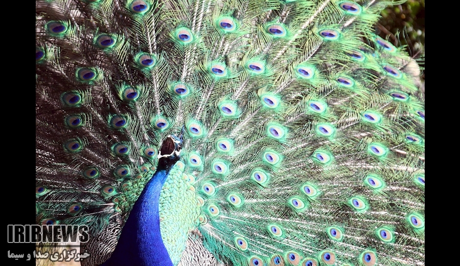 از حضور مادورو در جمع نظاميان تا ديدار مرکل با دانشجويان بورکينافاسو