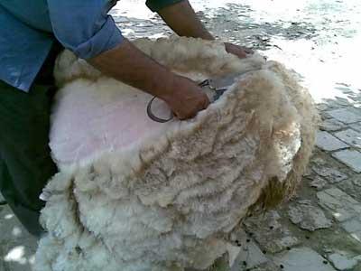 آغاز پشم چینی دام های مولد شهرستان دره شهر+گزارش