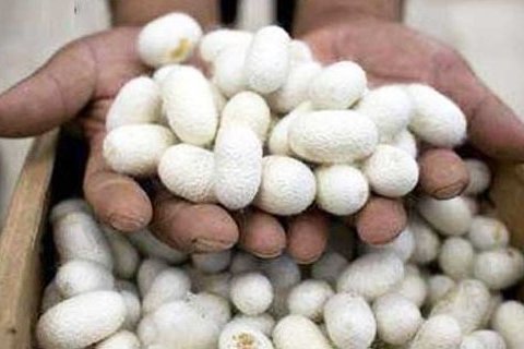 اعلام قیمت خرید تضمینی پیله تر ابریشم اعلام قیمت خرید تضمینی پیله تر ابریشم