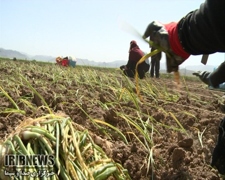 آغاز کشت بهاره در چهارمحال و بختیاری