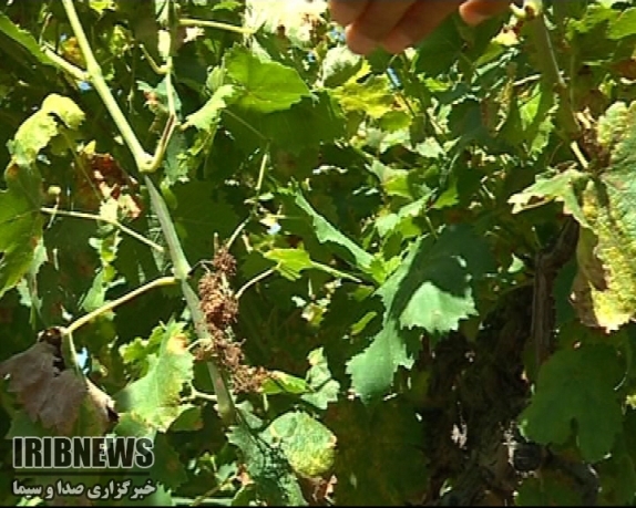 مبارزه شيميايي با سفيدک انگور در 4 هزار و 800 هکتار از تاکستان های خراسان شمالی