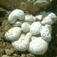 زنگ خطرقارج های سمی در ایلام