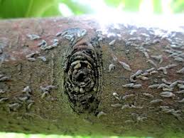 استفاده از سموم برای مقابله با شپشک واوی