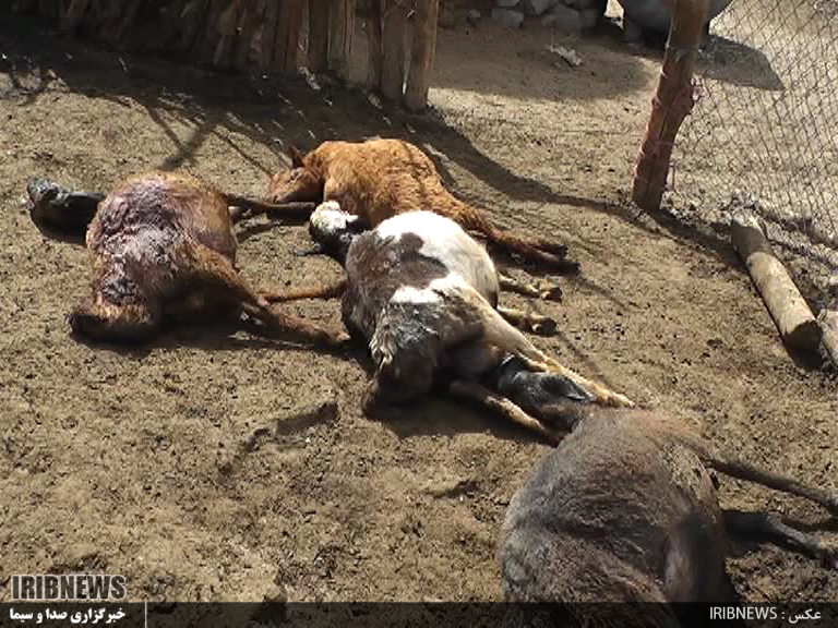 حمله گرگهای گرسنه به آغل گوسفندان