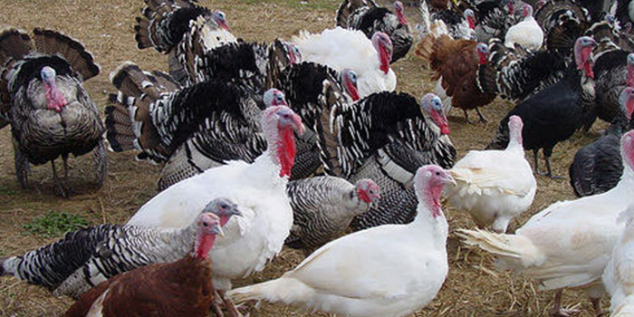 دوره آموزشی پرورش بوقلمون در روستا بُردیا چرام