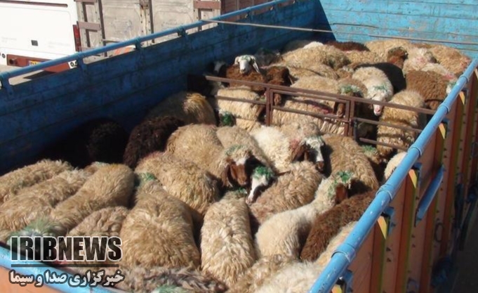 کشف  دام  قاچاق در محور زنجان - میانه