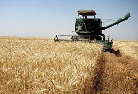پیش‌بینی افزایش ۲۰ درصدی برداشت گندم در جهرم