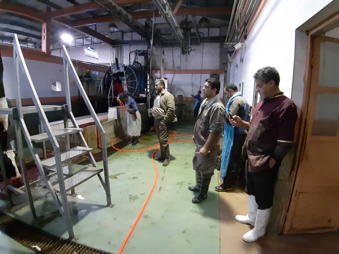 انتقال محل نگهداری دام زنده سیرجان به کشتارگاه شهرداری انتقال محل نگهداری دام زنده سیرجان به کشتارگاه شهرداری