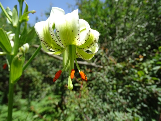 گلدهی سوسن چلچراغ در گیلان