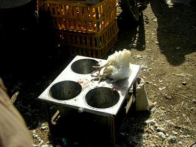 ممنوعیت کشتار دام و طیور 