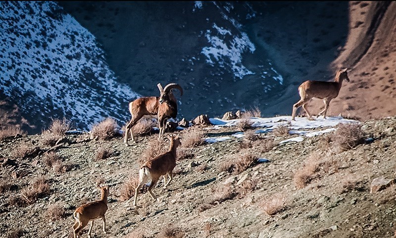 حفاظت محیط زیست نیازمند تلاش همگانی