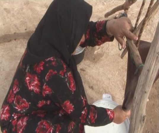 با یک گُل هم بهار می شود با یک گُل هم بهار می شود