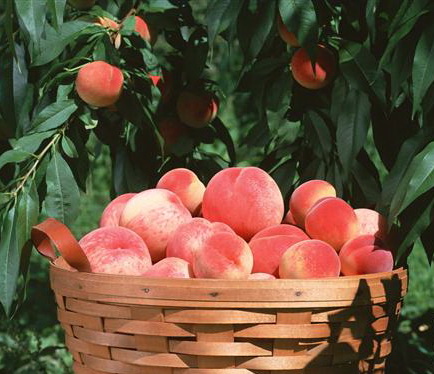 آغاز برداشت هلو و شلیل  در اصفهان