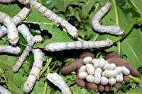 پربازدید ترین اخبار استان در نوزدهم تیر