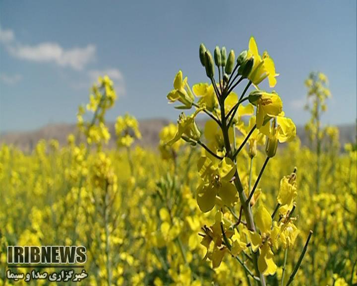 افزایش 18 درصدی خرید کلزا در خراسان شمالی