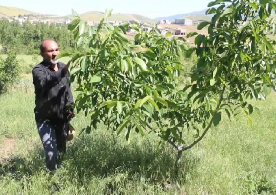 یک تیر و دو نشان ؛ زودبازده و پربار