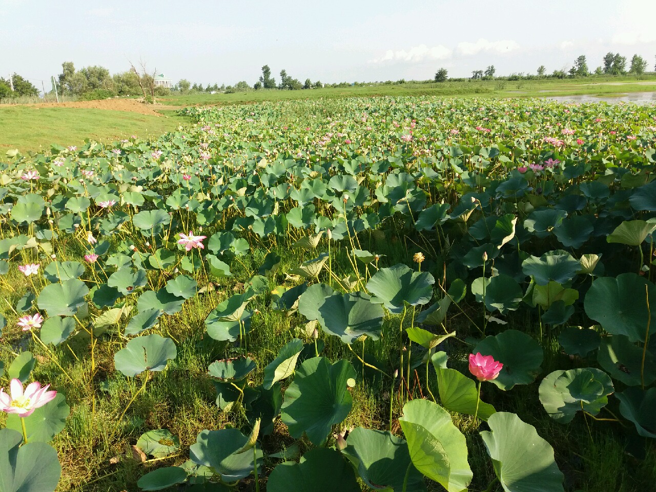 برپایی جشنواره گلدهی لاله های تالابی