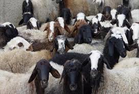 کشف احشام قاچاق در رستم