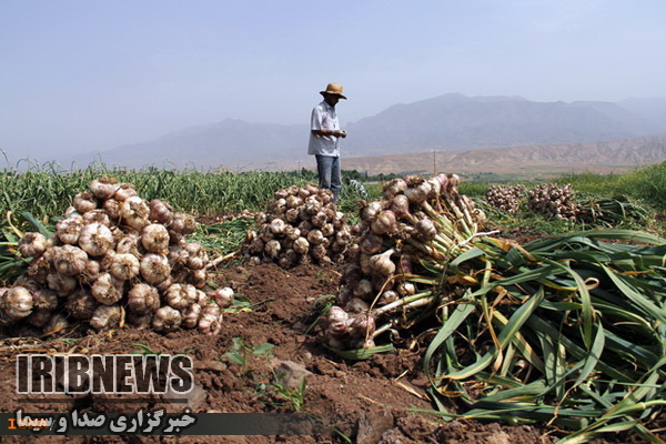 برداشت بیش از ۷۰ تن سیر از اراضی کشاورزی مهاباد برداشت بیش از ۷۰ تن سیر از اراضی کشاورزی مهاباد