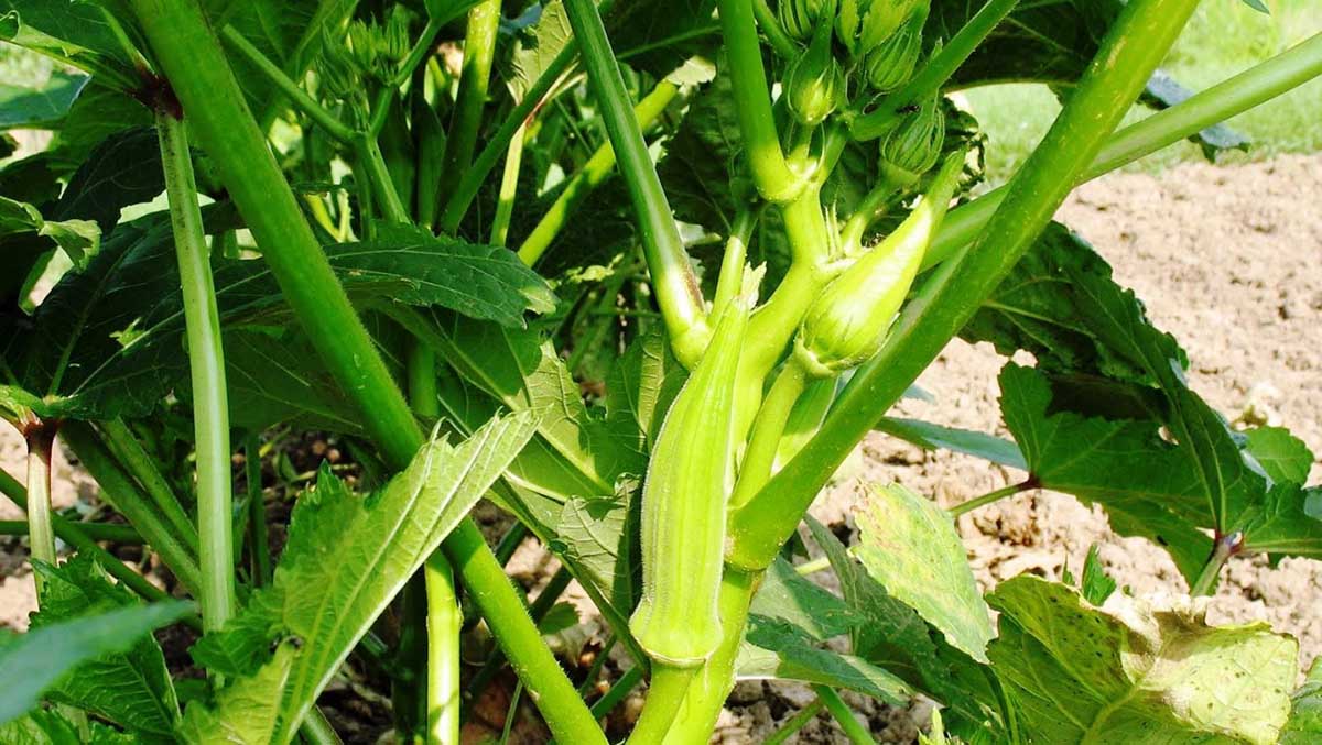 سهمی برای عشق