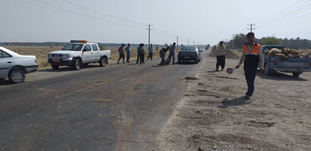 تلف شدن17 راس گوسفند بر اثر تصادف در جیرفت