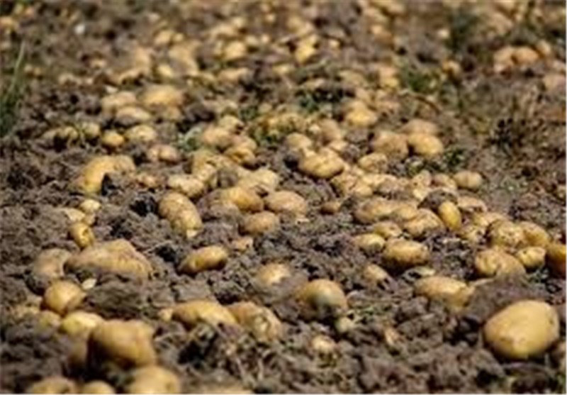 مرغوب ترین سیب زمینی در کشت انتظاری به عمل می آید مرغوب ترین سیب زمینی در کشت انتظاری به عمل می آید