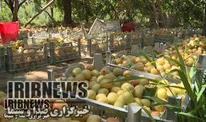 برداشت بیش از 880 تن زردآلو از باغهای شهرستان مهاباد