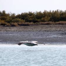 تکمیل برنامه جامع مدیریت زیست بوم تالاب تکمیل برنامه جامع مدیریت زیست بوم تالاب