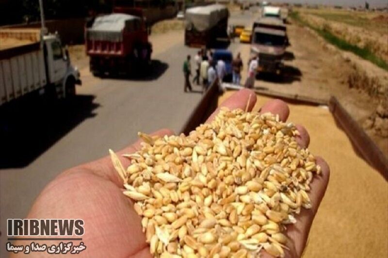 خرید ۳۸ هزار تن گندم مازاد از کشاورزان در شهرستان مهاباد