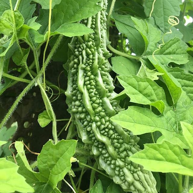 کشت گیاه دارویی کارلا برای اولین بار در استهبان کشت گیاه دارویی کارلا برای اولین بار در استهبان