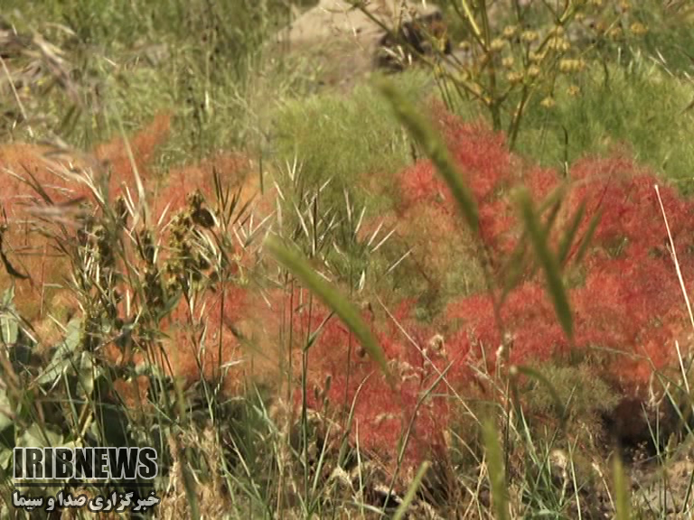 آسمان صاف ، هوای گرم