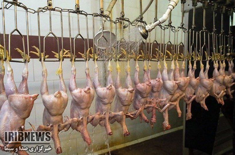 بهره برداری از کشتار گاه طیور گوشتی در بافت