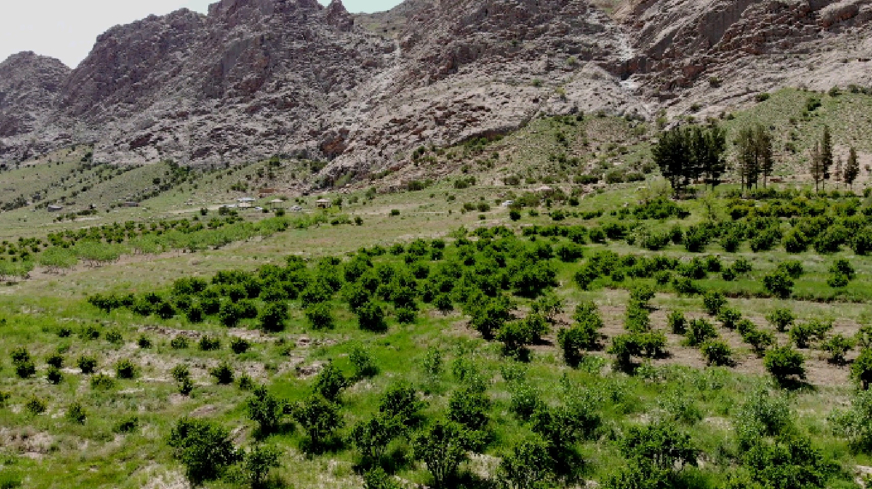 طبیعت زیبای دشت اسفدن شهرستان قاین | خبرگزاری صدا و سیما