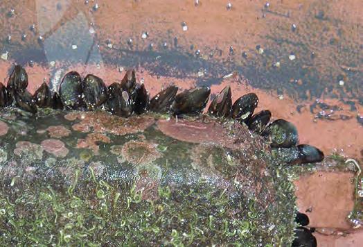 اما و اگرهای عایدی آیندگان از محیط زیست کیش