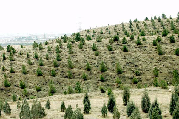 ایجاد کمربند حفاظتی در مرز اراضی ملی و مستثنیات فارس ایجاد کمربند حفاظتی در مرز اراضی ملی و مستثنیات فارس